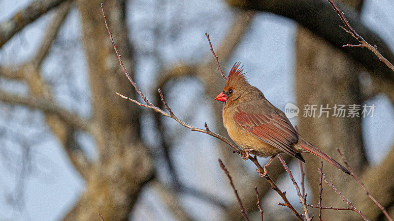 红母红衣凤头鸟(Cardinalis Cardinalis)，红雀母红衣凤头鸟。